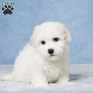 Marshall, Bichon Frise Puppy